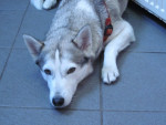 Jewel, husky en zus van Lucca, ligt geduldig te wachten tot het consult van haar broer klaar is.